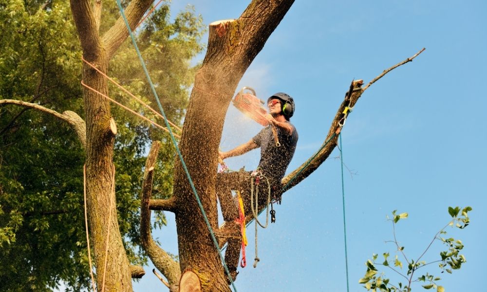 Benefits of regular tree trimming services