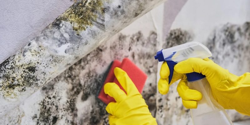 Successful Mold Cleanup
